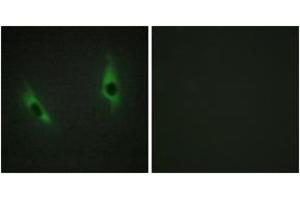 Immunofluorescence (IF) image for anti-Laminin, beta 3 (LAMB3) (AA 671-720) antibody (ABIN2890004) (Laminin beta 3 抗体  (AA 671-720))
