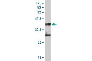 Western Blot detection against Immunogen (36. (MEF2D 抗体  (AA 256-351))