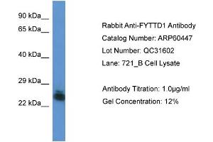 Western Blotting (WB) image for anti-Forty-Two-Three Domain Containing 1 (FYTTD1) (Middle Region) antibody (ABIN2788452)