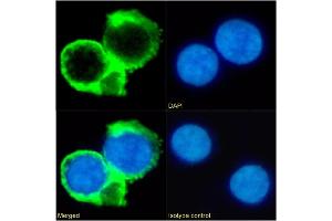 Immunofluorescence staining of fixed Daudi cells with anti-CD53 antibody HD77. (Recombinant CD53 抗体)