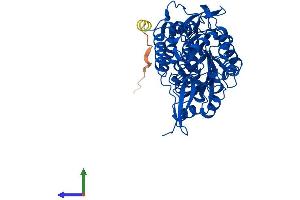 Protein Structure (PS) image for Aldehyde Dehydrogenase 1 Family, Member A2 (ALDH1A2) (AA 1-518) protein (His tag) (ABIN7557762)
