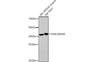Western blot analysis of extracts of various cell lines, using MEK3/MEK6 Rabbit mAb (ABIN7268643) at 1:1000 dilution.