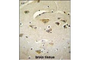 VSTM2A Antibody (Center) (ABIN655126 and ABIN2844754) immunohistochemistry analysis in formalin fixed and paraffin embedded human brain tissue followed by peroxidase conjugation of the secondary antibody and DAB staining. (VSTM2A 抗体  (AA 97-126))