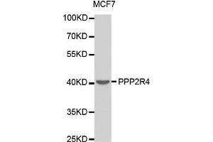 PPP2R4 抗体  (AA 1-323)