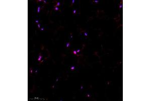 Immunofluorescence (Paraffin-embedded Sections) (IF (p)) image for anti-TBC1 (Tre-2/USP6, BUB2, Cdc16) Domain Family, Member 1 (TBC1D1) antibody (ABIN7075843)