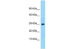 WB Suggested Anti-Ntf3 Antibody Titration: 1. (Neurotrophin 3 抗体  (N-Term))