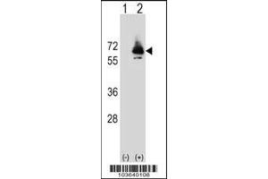 Western blot analysis of PCK2 using rabbit polyclonal PCK2 Antibody (Q39) using 293 cell lysates (2 ug/lane) either nontransfected (Lane 1) or transiently transfected (Lane 2) with the PCK2 gene. (PEPCK 抗体  (N-Term))