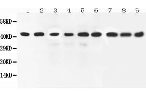 Anti-ERK2 antibody, All Western blottingAll lanes: Anti-MAPK1 at 0.