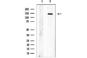 Western blot analysis of lysates from Pc12, using JAG1 Antibody.
