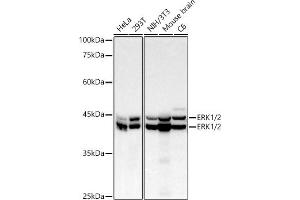 Western blot analysis of extracts of various cell lines, using ERK1/2 Rabbit mAb antibody (ABIN7268620) at 1:10000 dilution. (ERK1 抗体)