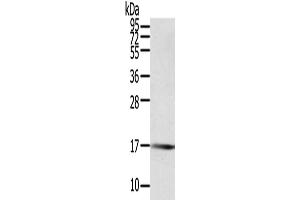 Western Blotting (WB) image for anti-Protein Tyrosine Phosphatase, Mitochondrial 1 (PTPMT1) antibody (ABIN2424009) (PTPMT1 抗体)