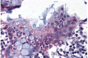Anti-DPEP1 antibody  ABIN960763 IHC staining of human colon. (DPEP1 抗体  (Internal Region))