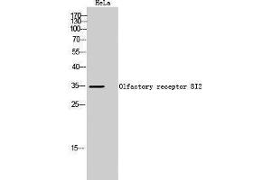 Western Blotting (WB) image for anti-Olfactory Receptor, Family 8, Subfamily I, Member 2 (OR8I2) (Internal Region) antibody (ABIN3186198) (OR8I2 抗体  (Internal Region))