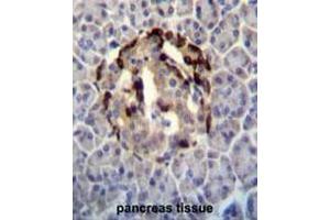 STXBP3 Antibody (Center) immunohistochemistry analysis in formalin fixed and paraffin embedded human pancreas tissue followed by peroxidase conjugation of the secondary antibody and DAB staining. (STXBP3 抗体  (Middle Region))