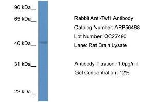 Western Blotting (WB) image for anti-Twinfilin, Actin-Binding Protein 1 (TWF1) (C-Term) antibody (ABIN2786733) (TWF1 抗体  (C-Term))