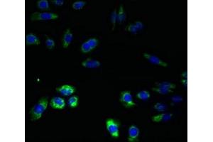 Immunofluorescent analysis of HepG2 cells using ABIN7151184 at dilution of 1:100 and Alexa Fluor 488-congugated AffiniPure Goat Anti-Rabbit IgG(H+L) (RNF26 抗体  (AA 246-433))
