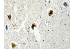 Immunohistochemistry analyzes of hnRNP H antibody in paraffin-embedded human brain tissue. (HNRNPH1 抗体)