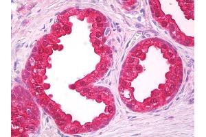 Anti-NOL3 antibody IHC of human prostate.