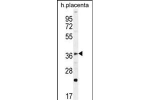 FOXI1 Antibody (Center) (ABIN656114 and ABIN2845453) western blot analysis in human placenta tissue lysates (35 μg/lane). (FOXI1 抗体  (AA 224-253))