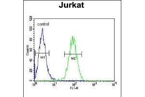 Flow cytometric analysis of Jurkat cells (right histogram) compared to a negative control cell (left histogram). (Claudin 22 (CLDN22) (AA 90-117) 抗体)