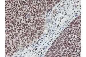 Image no. 7 for anti-Ring Finger Protein 113B (RNF113B) antibody (ABIN1500718) (RNF113B 抗体)