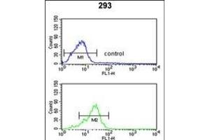 P3R2 Antibody (N-term) (ABIN653332 and ABIN2842820) flow cytometric analysis of 293 cells (bottom histogram) compared to a negative control cell (top histogram). (Calcineurin B 抗体  (N-Term))