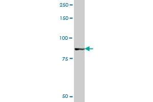 GOLGA5 MaxPab polyclonal antibody. (GOLGA5 抗体  (AA 1-731))