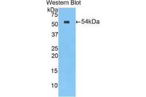 Western Blotting (WB) image for anti-Cholesterol Esterase (CEL) (AA 117-361) antibody (ABIN1858172)