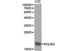 Western Blotting (WB) image for anti-Polymerase (RNA) II (DNA Directed) Polypeptide I, 14.5kDa (POLR2I) antibody (ABIN1874188) (POLR2I 抗体)