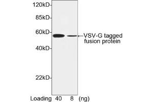 Image no. 1 for anti-VSV-G Epitope Tag antibody (ABIN294543) (VSV-g Tag 抗体)