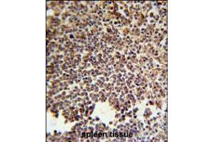 KIR2DS3 Antibody immunohistochemistry analysis in formalin fixed and paraffin embedded human spleen tissue followed by peroxidase conjugation of the secondary antibody and DAB staining. (KIR2DS3 抗体  (C-Term))
