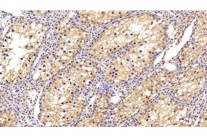 Detection of CLU in Human Testis Tissue using Polyclonal Antibody to Clusterin (CLU) (Clusterin 抗体  (AA 228-449))