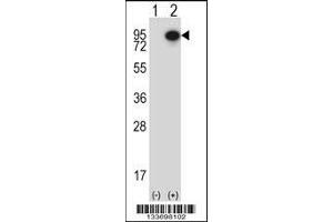 Western blot analysis of CTTN using rabbit polyclonal CTTN Antibody using 293 cell lysates (2 ug/lane) either nontransfected (Lane 1) or transiently transfected (Lane 2) with the CTTN gene. (Cortactin 抗体  (AA 273-302))