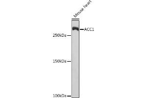 Western blot analysis of extracts of Mouse heart, using  Rabbit mAb (ABIN7265369) at 1:1000 dilution. (Acetyl-CoA Carboxylase alpha 抗体)