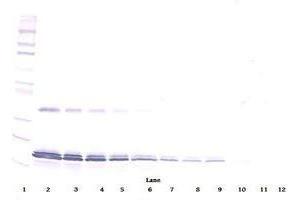 Image no. 1 for anti-Interleukin 16 (IL16) antibody (ABIN465148) (IL16 抗体)