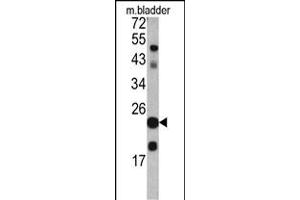 Western blot analysis of TAGLN antibody (C-term) (ABIN390627 and ABIN2840932) in mouse bladder tissue lysates (35 μg/lane). (Transgelin 抗体  (C-Term))