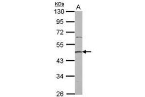 Image no. 1 for anti-Protein Arginine Methyltransferase 2 (PRMT2) (AA 8-296) antibody (ABIN1500416) (PRMT2 抗体  (AA 8-296))