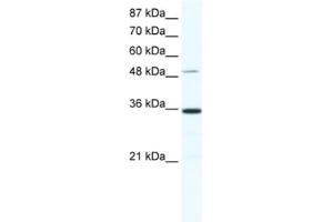 Western Blotting (WB) image for anti-Zinc Finger Protein 610 (ZNF610) antibody (ABIN2461321) (ZNF610 抗体)