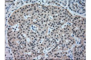 Immunohistochemical staining of paraffin-embedded pancreas tissue using anti-NRBP1mouse monoclonal antibody. (NRBP1 抗体)