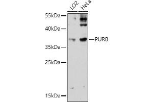 Western blot analysis of extracts of various cell lines, using PURB antibody (ABIN7269748) at 1:3000 dilution. (PURB 抗体)