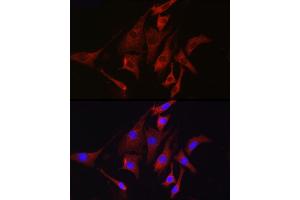 Immunofluorescence (IF) image for anti-Transmembrane Protease, serine 2 (TMPRSS2) (AA 140-400) antibody (ABIN6149286)