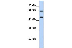 Western Blotting (WB) image for anti-Family with Sequence Similarity 113, Member A (FAM113A) antibody (ABIN2459189) (FAM113A 抗体)