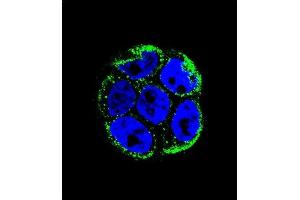 Confocal immunofluorescent analysis of VILL Antibody (Center) (ABIN656022 and ABIN2845397) with WiDr cell followed by Alexa Fluor 488-conjugated goat anti-rabbit lgG (green). (VILL 抗体  (AA 385-412))