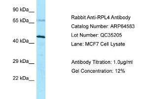 Host: Rabbit Target Name: RPL4 Sample Type: MCF7 lysates Antibody Dilution: 1. (RPL4 抗体  (C-Term))