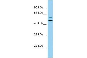 Host: Rabbit Target Name: C7orf10 Sample Type: MCF7 Whole Cell lysates Antibody Dilution: 1. (C7orf10 抗体  (N-Term))