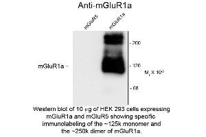 Western blot of Anti-mGluR1a (Rabbit) Antibody - 600-401-D75 Western Blot of Rabbit Anti-metabotropic glutamate receptors (mGluR) 1a antibody. (Metabotropic Glutamate Receptor 1 抗体  (C-Term))