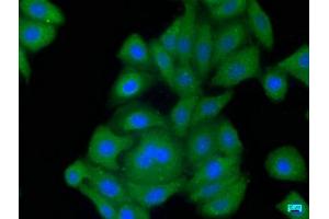 Immunofluorescence staining of HepG2 cells with ABIN7139859 at 1:50, counter-stained with DAPI. (GDF3 抗体  (AA 202-222))