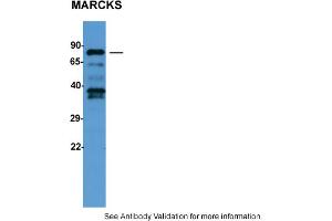 Image no. 2 for anti-Myristoylated Alanine-Rich Protein Kinase C Substrate (MARCKS) (C-Term) antibody (ABIN786132) (MARCKS 抗体  (C-Term))