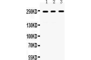 Western Blotting (WB) image for anti-Protein Tyrosine Phosphatase Receptor Type F (PTPRF) (AA 1167-1203), (Middle Region) antibody (ABIN3043915)