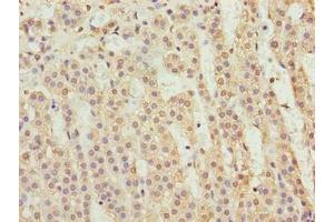 Immunohistochemistry of paraffin-embedded human adrenal gland tissue using ABIN7165927 at dilution of 1:100 (CPI-17 抗体  (Regulatory Subunit 14A))